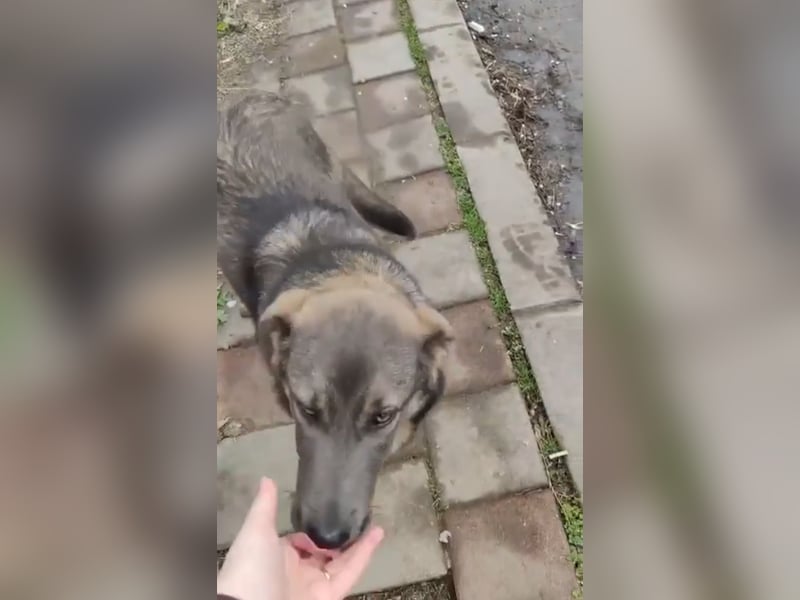Süße Zaubermaus Fibi(6 Mon.) sucht liebevolle Hundefreunde