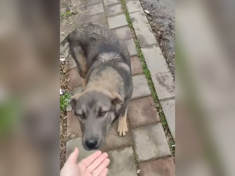 Süße Zaubermaus Fibi(6 Mon.) sucht liebevolle Hundefreunde