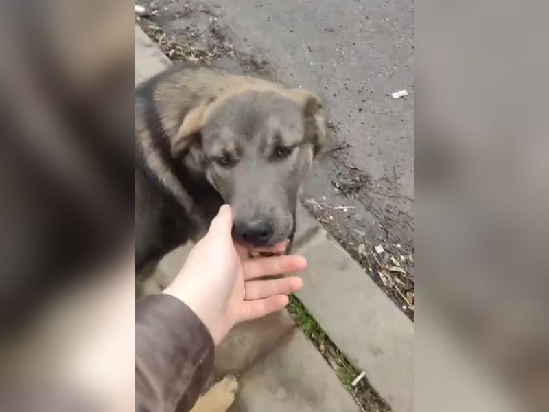Süße Zaubermaus Fibi(6 Mon.) sucht liebevolle Hundefreunde