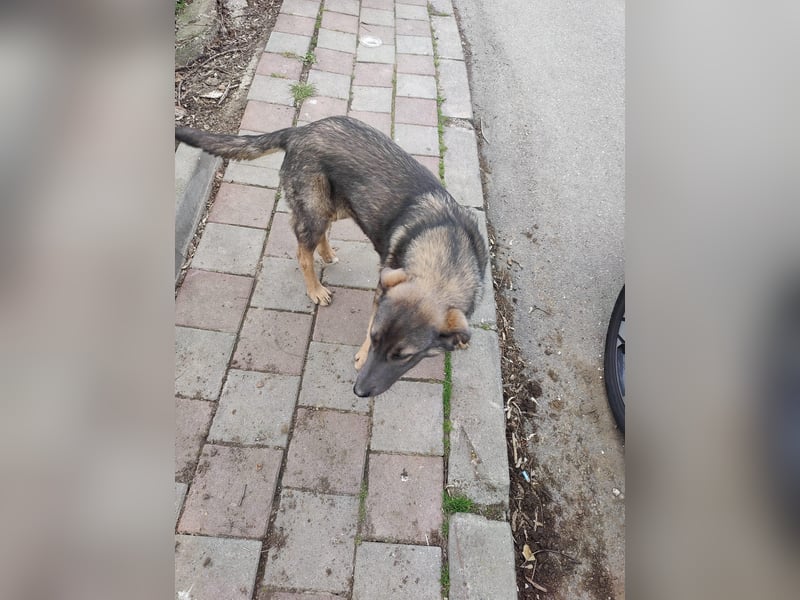 Süße Zaubermaus Fibi(6 Mon.) sucht liebevolle Hundefreunde