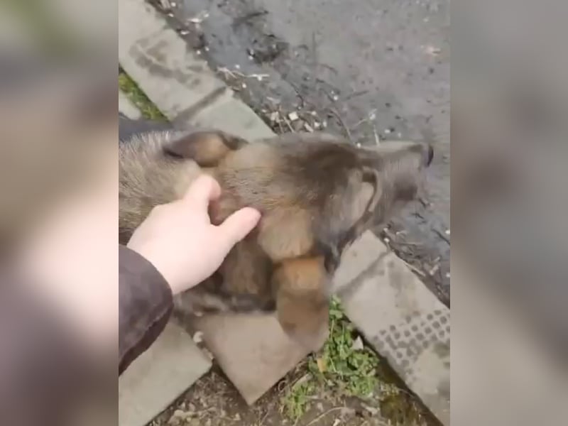 Süße Zaubermaus Fibi(6 Mon.) sucht liebevolle Hundefreunde