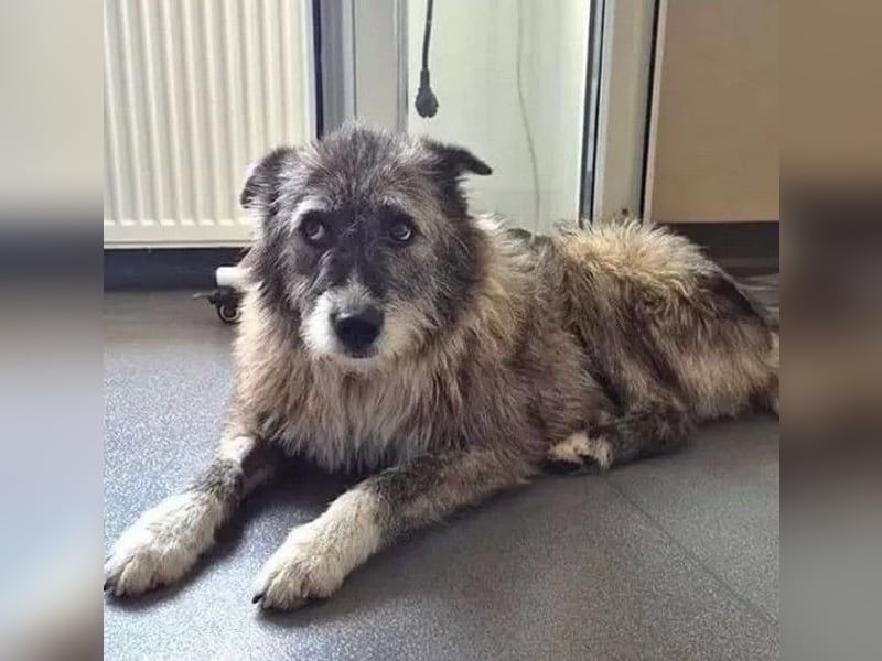 Amy - vorsichtige, schüchterne, ruhige, katzenverträgliche große Hündin / z.Zt. noch in Rumänien