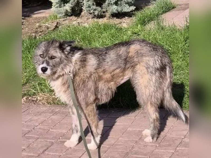 Amy - vorsichtige, schüchterne, ruhige, katzenverträgliche große Hündin / z.Zt. noch in Rumänien