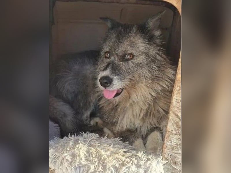 Amy - vorsichtige, schüchterne, ruhige, katzenverträgliche große Hündin / z.Zt. noch in Rumänien