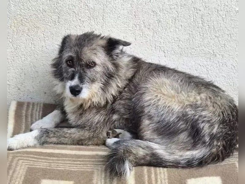 Amy - vorsichtige, schüchterne, ruhige, katzenverträgliche große Hündin / z.Zt. noch in Rumänien