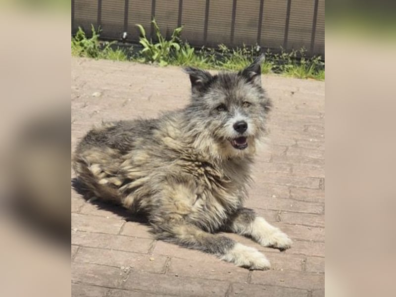 Amy - vorsichtige, schüchterne, ruhige, katzenverträgliche große Hündin / z.Zt. noch in Rumänien