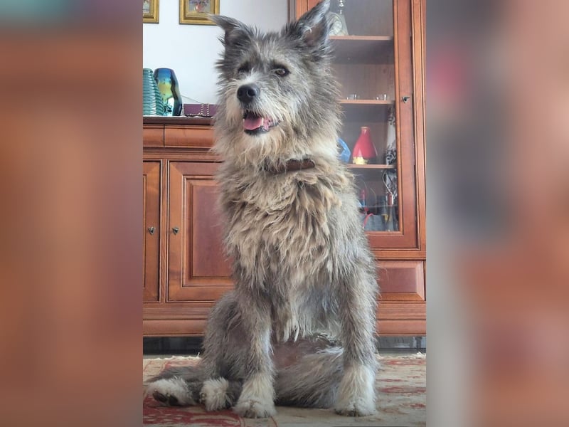 Amy - vorsichtige, schüchterne, ruhige, katzenverträgliche große Hündin / z.Zt. noch in Rumänien
