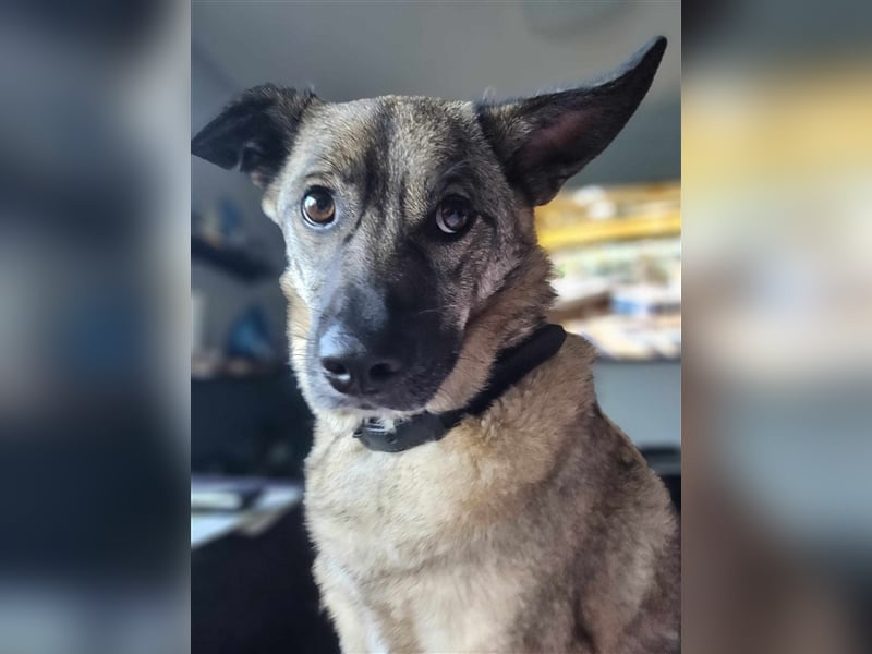Honey sucht liebevolle Hundekenner