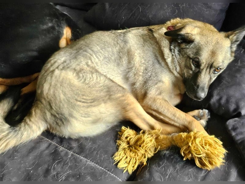 Honey sucht liebevolle Hundekenner