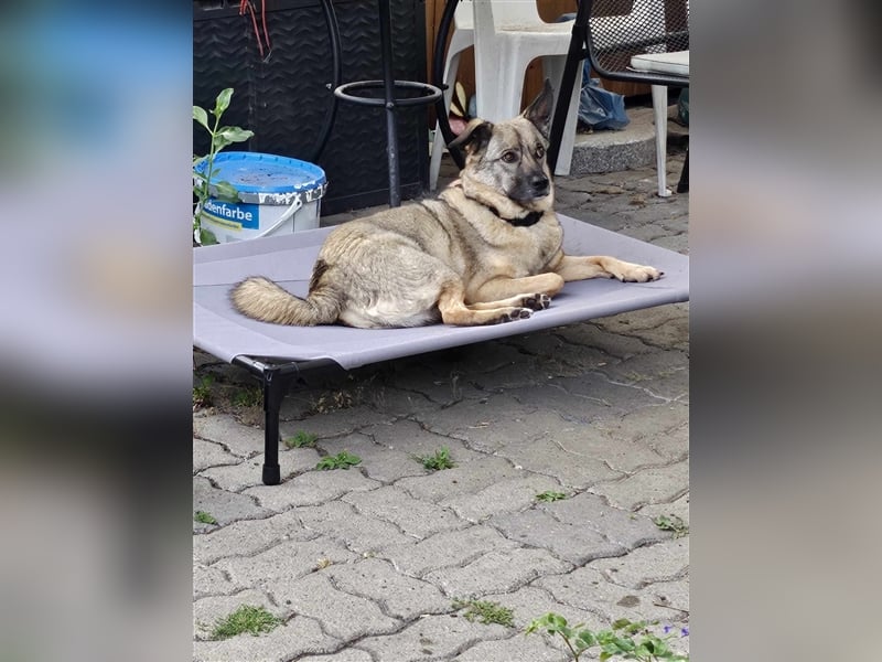 Honey sucht liebevolle Hundekenner