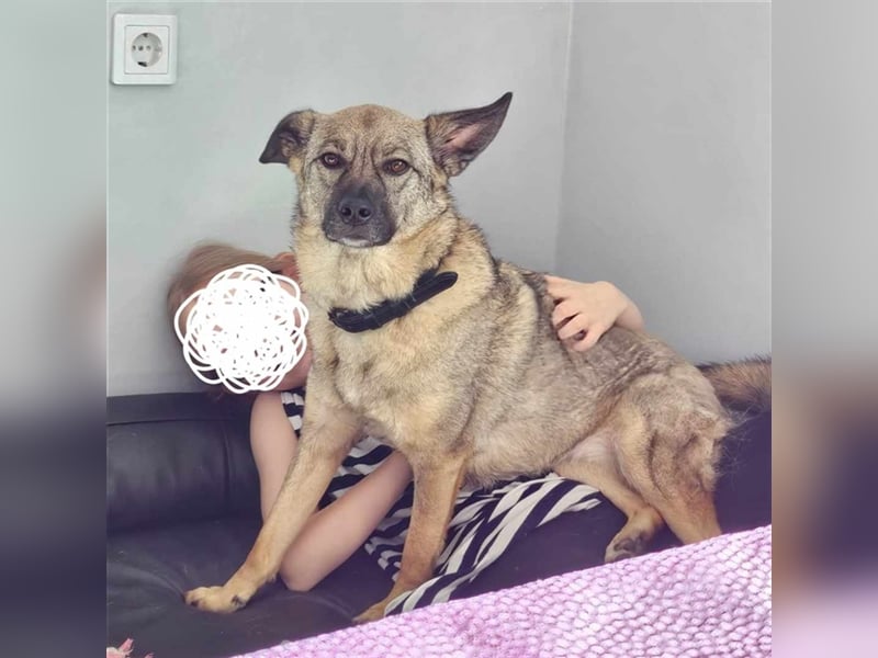 Honey sucht liebevolle Hundekenner