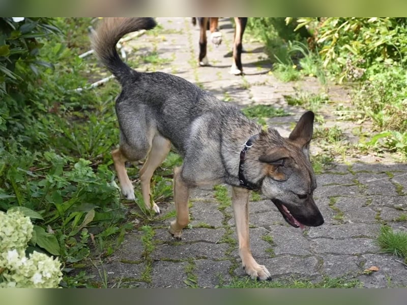 Honey sucht liebevolle Hundekenner