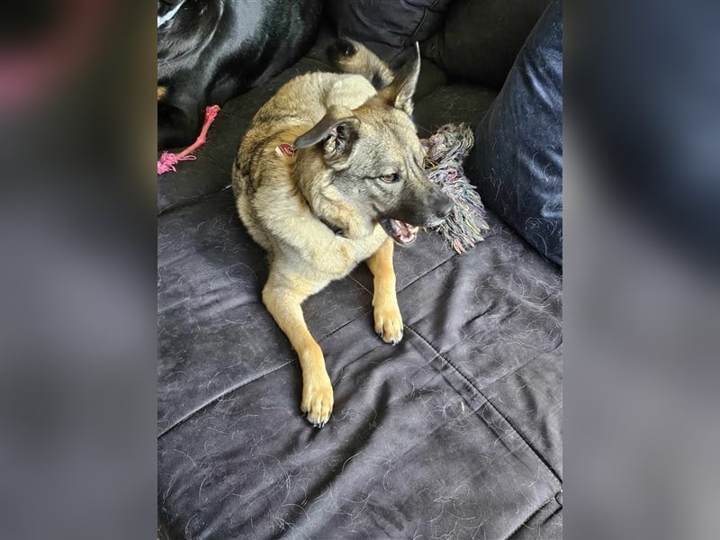 Honey sucht liebevolle Hundekenner