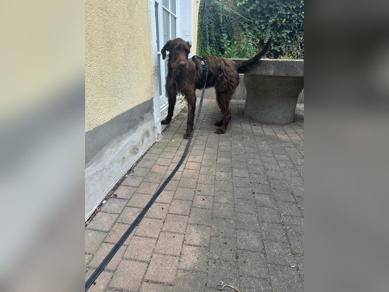 hübsche & aufgeschlossene PIPPI sucht ihre Herzensmenschen