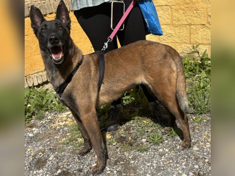 Liebenswerte Kuma