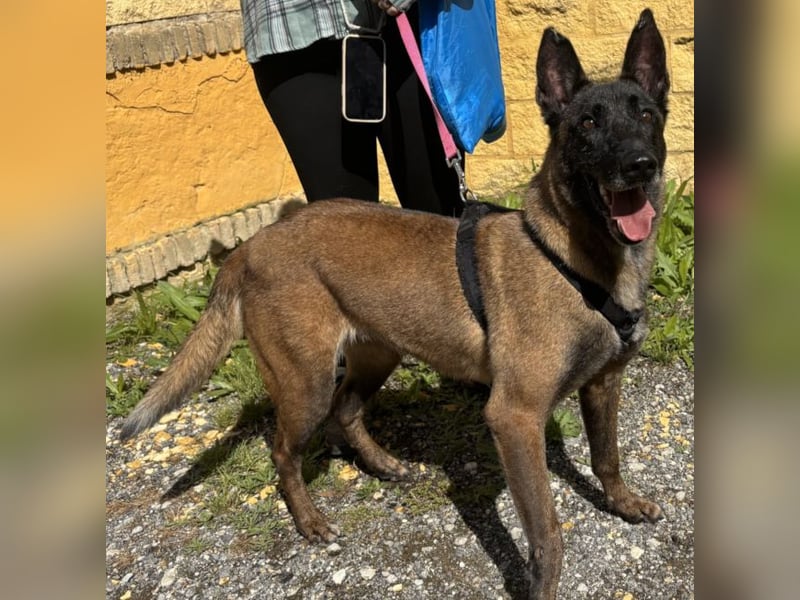 Liebenswerte Kuma