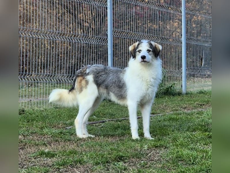 Stella sucht liebevolles Zuhause