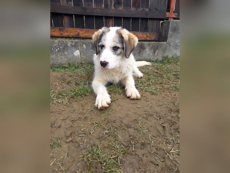 Stella sucht liebevolles Zuhause
