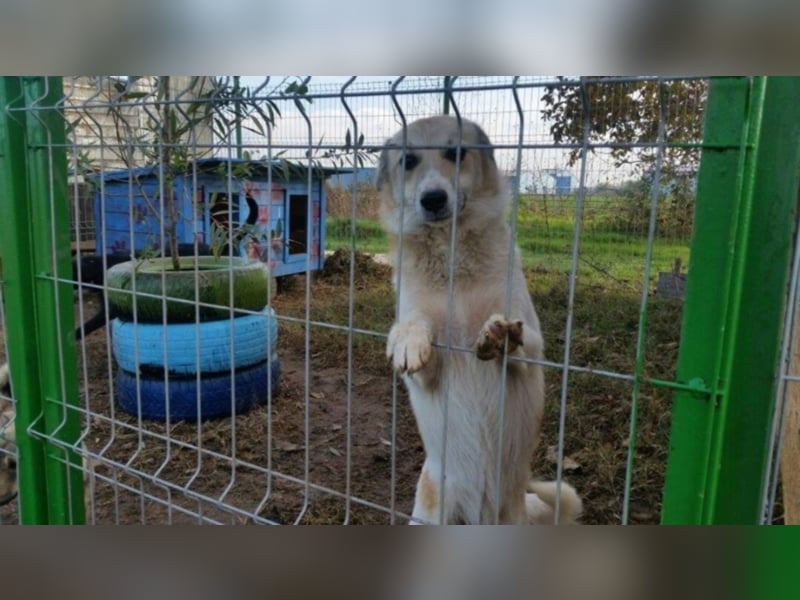 Daisy - Unsere Schmusegöttin sucht ihr eigenes Körbchen