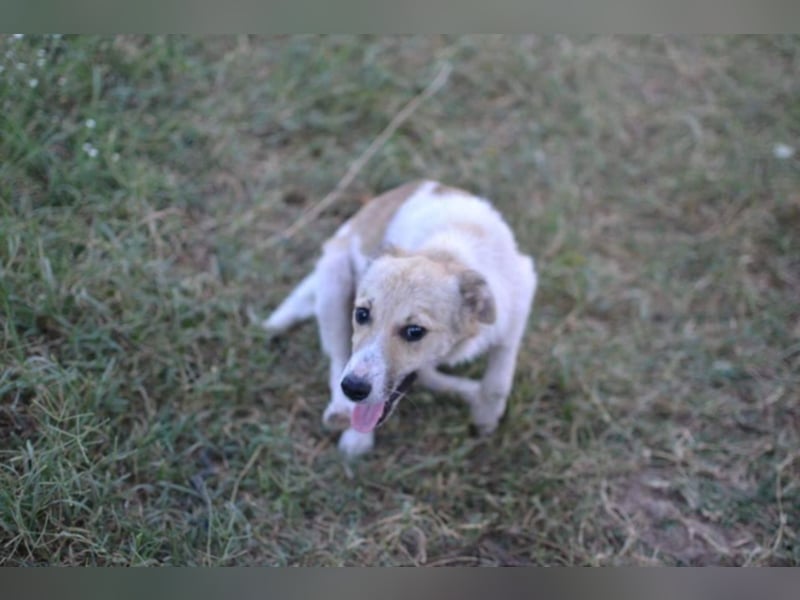 Daisy - Unsere Schmusegöttin sucht ihr eigenes Körbchen
