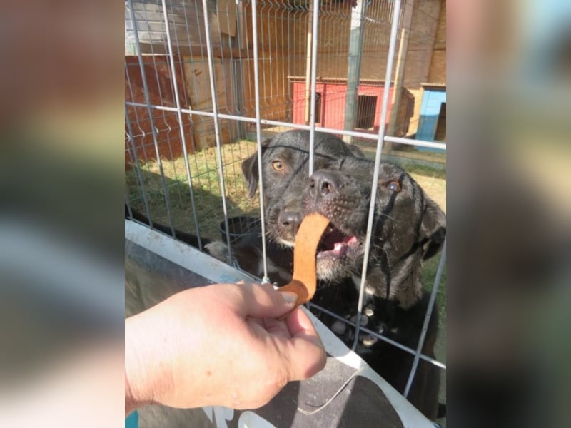 Schwarze Perle Luisa sucht ihre Menschen