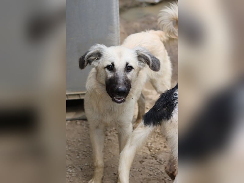 Loredana, geb. ca. 02/2024, lebt in GRIECHENLAND, im städt. Tierheim Serres