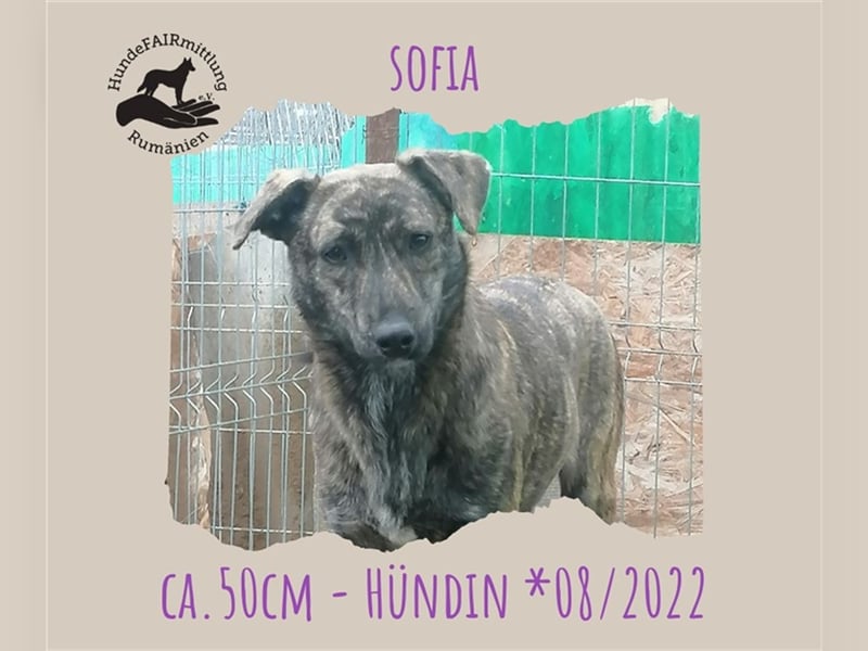 Sofia