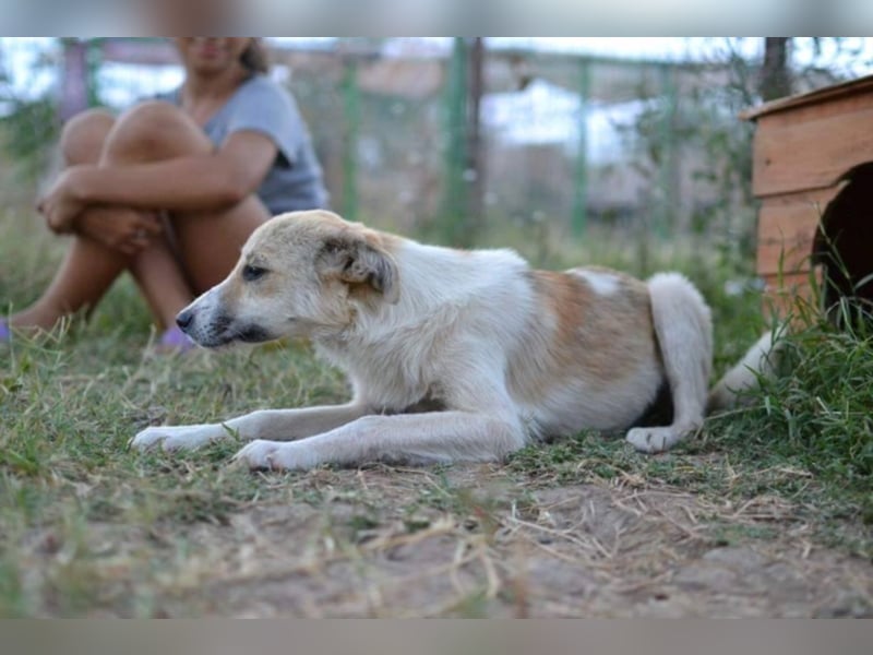 Daisy - Unsere Schmusegöttin sucht ihr eigenes Körbchen