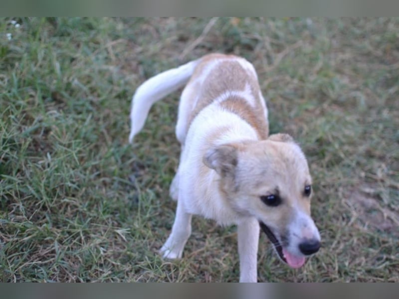 Daisy - Unsere Schmusegöttin sucht ihr eigenes Körbchen