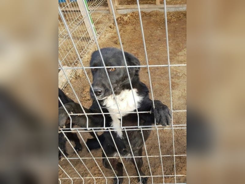 Skippy - Gute Laune Maus sucht Zuhause FÜR IMMER