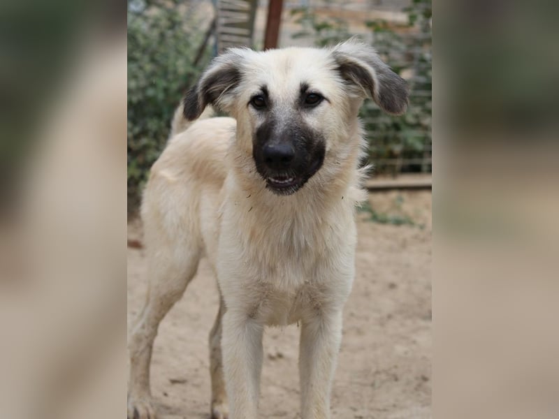 Loredana, geb. ca. 02/2024, lebt in GRIECHENLAND, im städt. Tierheim Serres