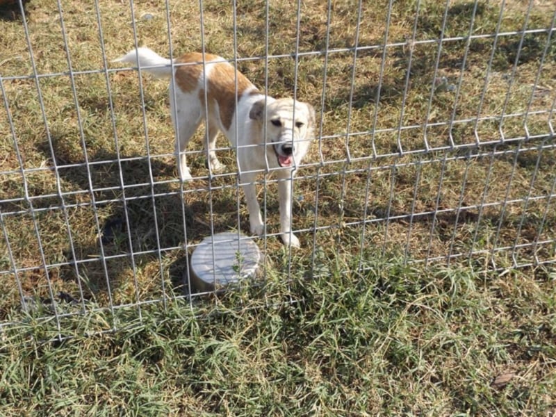 Daisy - Unsere Schmusegöttin sucht ihr eigenes Körbchen
