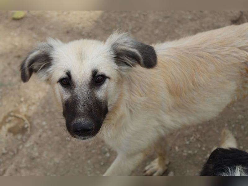 Loredana, geb. ca. 02/2024, lebt in GRIECHENLAND, im städt. Tierheim Serres