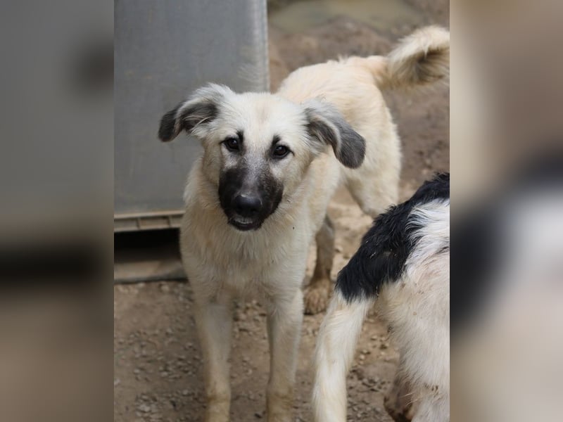 Loredana, geb. ca. 02/2024, lebt in GRIECHENLAND, im städt. Tierheim Serres