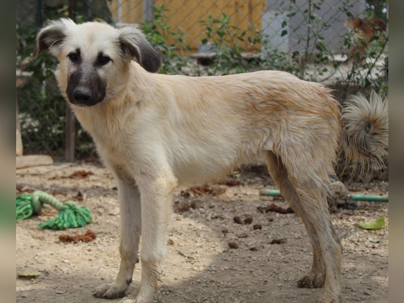 Loredana, geb. ca. 02/2024, lebt in GRIECHENLAND, im städt. Tierheim Serres