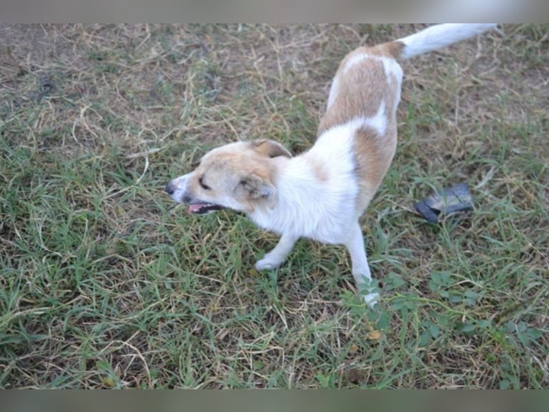 Daisy - Unsere Schmusegöttin sucht ihr eigenes Körbchen