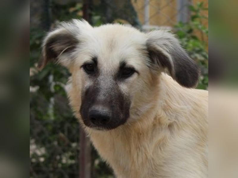Loredana, geb. ca. 02/2024, lebt in GRIECHENLAND, im städt. Tierheim Serres