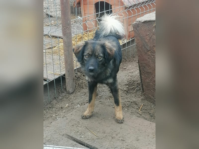 Jaski