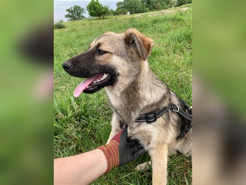 Kiwi ist eine von vielen wundervollen Jung-Hunden. Sie fand das erste Gassi toll und ist sehr lieb