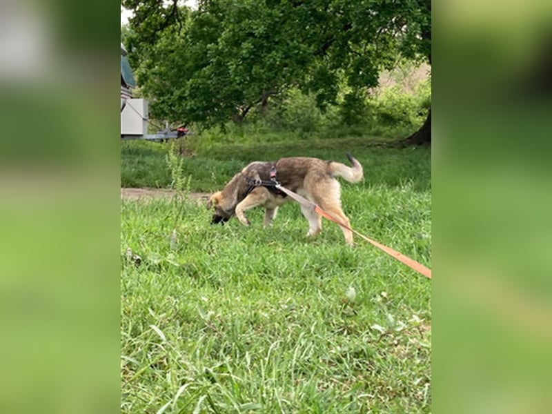 Kiwi ist eine von vielen wundervollen Jung-Hunden. Sie fand das erste Gassi toll und ist sehr lieb
