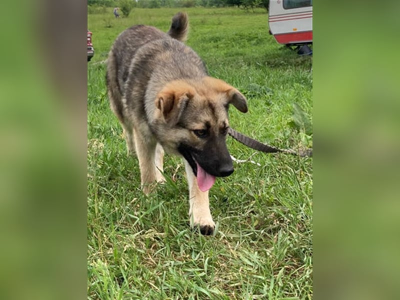 Kiwi ist eine von vielen wundervollen Jung-Hunden. Sie fand das erste Gassi toll und ist sehr lieb
