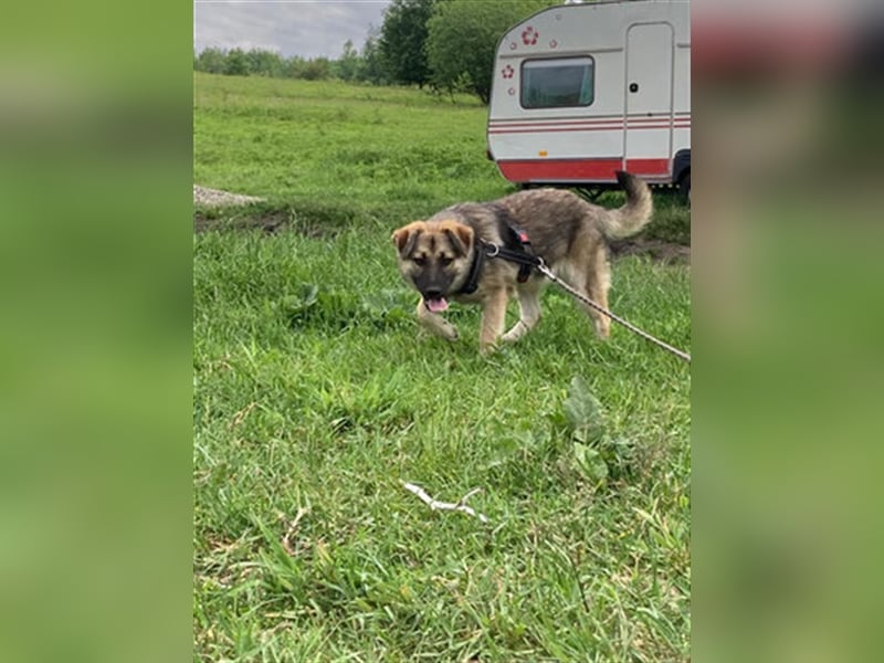 Kiwi ist eine von vielen wundervollen Jung-Hunden. Sie fand das erste Gassi toll und ist sehr lieb