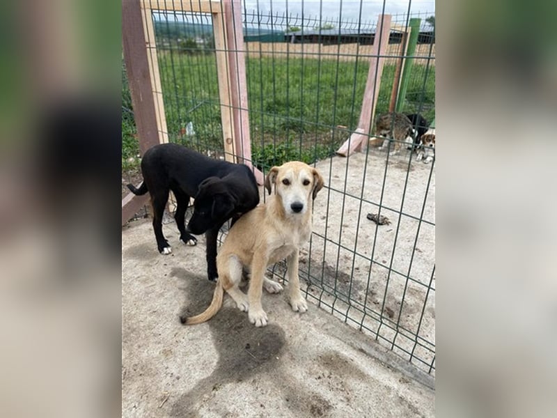 Saphira - die sanfte, langbeinige Hündin sucht ein liebevolles Zuhause in dem sie alles lernen darf