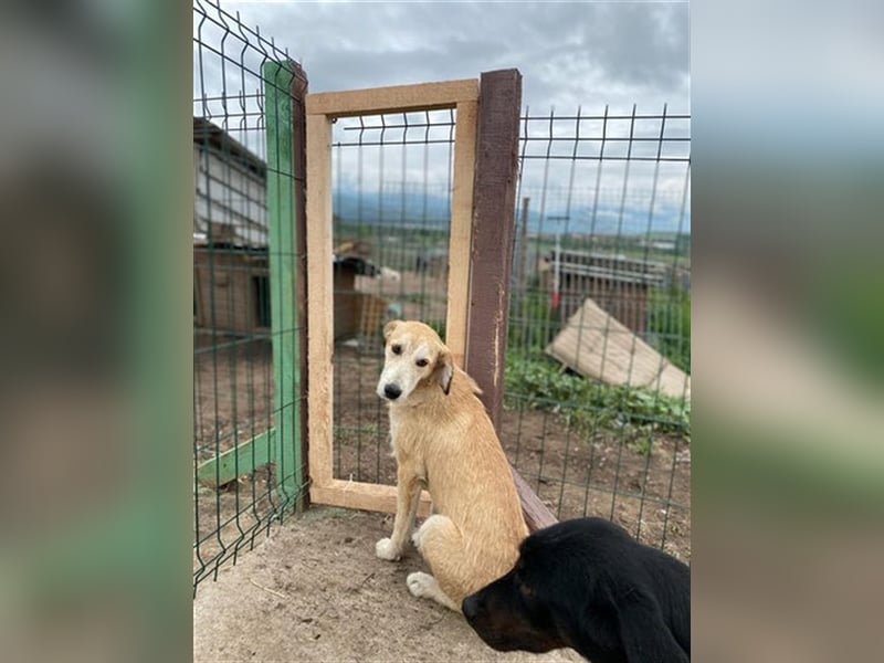 Saphira - die sanfte, langbeinige Hündin sucht ein liebevolles Zuhause in dem sie alles lernen darf