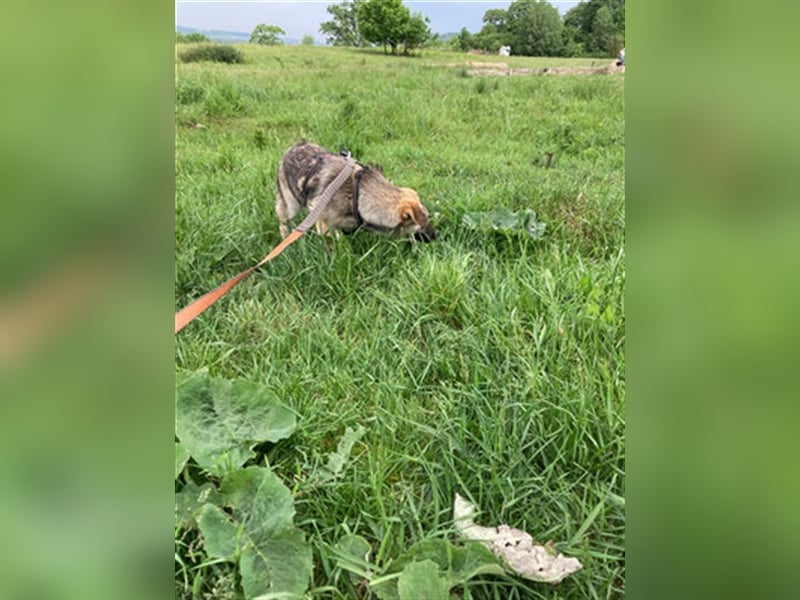 Kiwi ist eine von vielen wundervollen Jung-Hunden. Sie fand das erste Gassi toll und ist sehr lieb