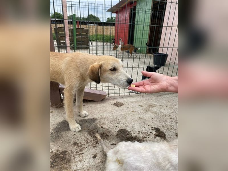 Saphira - die sanfte, langbeinige Hündin sucht ein liebevolles Zuhause in dem sie alles lernen darf