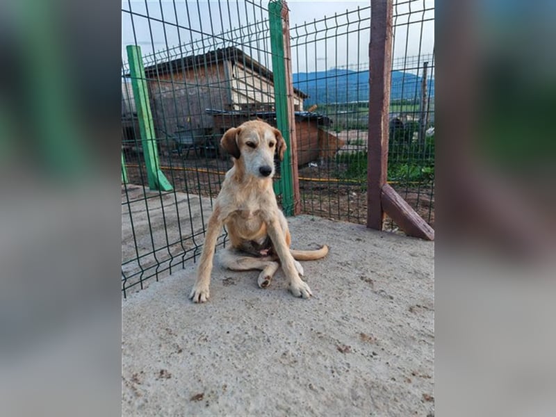 Saphira - die sanfte, langbeinige Hündin sucht ein liebevolles Zuhause in dem sie alles lernen darf