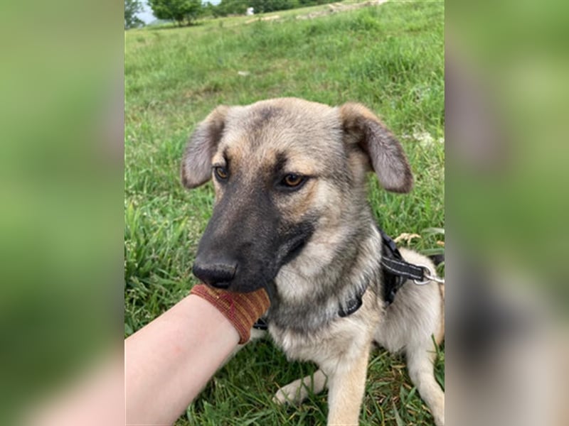 Kiwi ist eine von vielen wundervollen Jung-Hunden. Sie fand das erste Gassi toll und ist sehr lieb