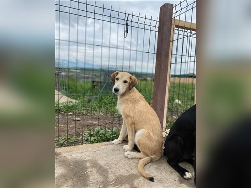 Saphira - die sanfte, langbeinige Hündin sucht ein liebevolles Zuhause in dem sie alles lernen darf