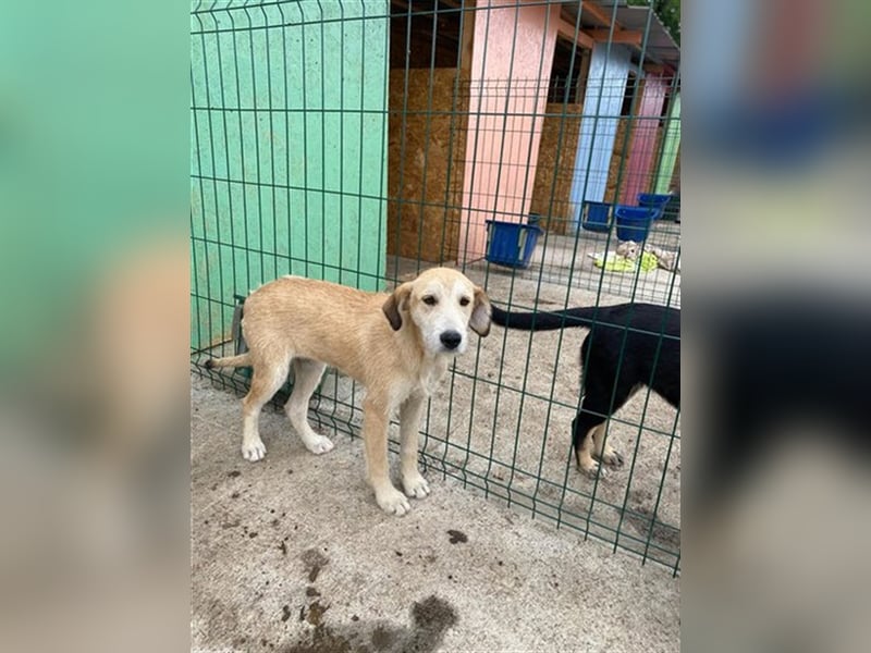 Saphira - die sanfte, langbeinige Hündin sucht ein liebevolles Zuhause in dem sie alles lernen darf